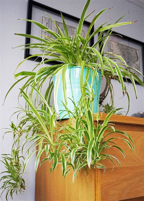 House Plant Spider Plant Indoor Plants Easy Care Plant Etsy