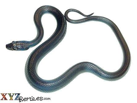 Adult Black African House Snake For Sale Inches