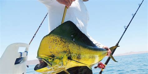 Pesca Deportiva Inicia Temporada De Peces Picudos En Baja California
