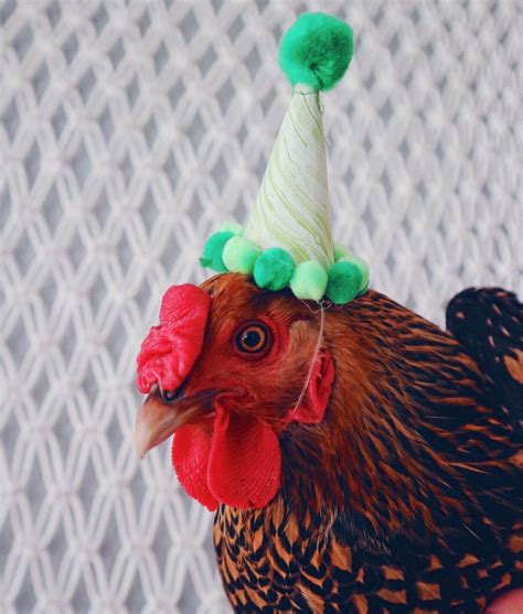 Pin On Chickens In Hats And Tutus