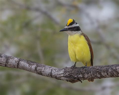 Hd Wallpaper Yellow White And Black Bird On Tree Branch Tanager