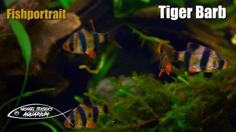 Tiger Barbs Fish Keeping Facts Feeding Tank Mates Behavior Youtube