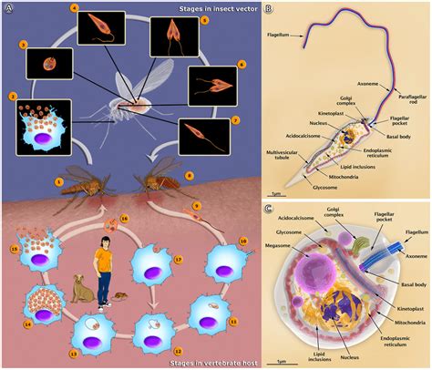The Life Cycle Of Leishmania Amazonensis A And Structural Download Scientific Diagram