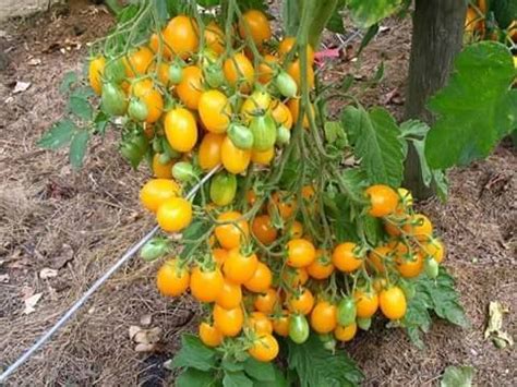 Jual Bibit Biji Benih Buah Tomat Golden Sweet Di Lapak Star Farmers