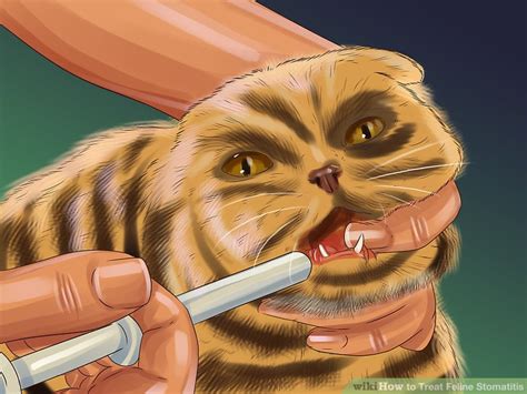 If you are told to administer the medication at home, you'll need to know how to calm your cat down to give him the medicine he needs. 3 Ways to Treat Feline Stomatitis - wikiHow