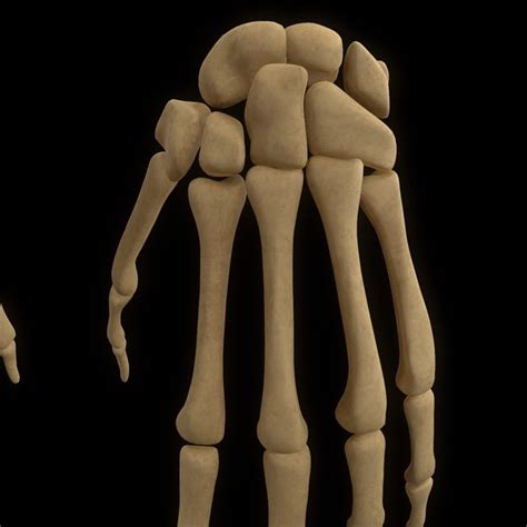 Esqueleto Mão Anatomia óssea Modelo 3d Turbosquid 1398417