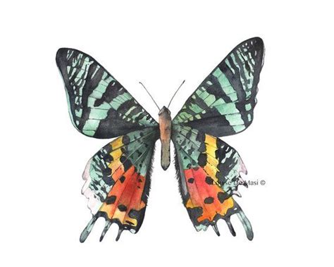 Butterfly Print Of Watercolor Painting B207dl By