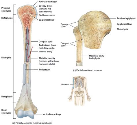 Illustration of the structure of the human anterior. Long bone anatomy, structure, parts, function and fracture types