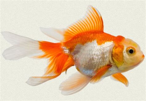 Red White Fantail Fancy Goldfish Pretty Fish Beautiful Fish