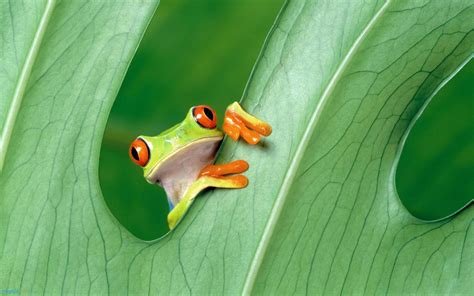 Download Frog Animals Green Hd Wallpaper Desktop Background By