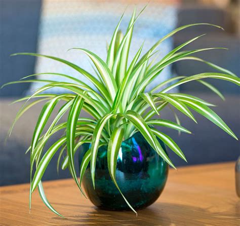 These plants are considered carnivorous and could catch beetles, mosquitoes and other insects. 11 Of The Best Plants To Have On Your Coffee Table ...