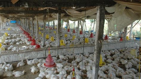 Itu penting untuk membuat keputusan dan memecahkan masalah. Mengintip Proses Pemotongan Ayam Hingga Berlabel Halal ...