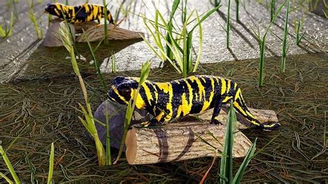 Tiger Salamander 3D Model Rigged CGTrader