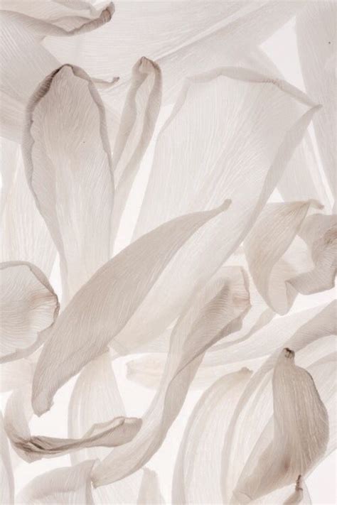 Milk + Chocolate | Neutral wallpaper, Beige aesthetic ...