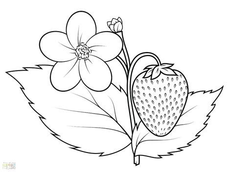 Strawberry Plant Drawing Easy ~ Thegraphicsfairy Strawberries Pflanzen