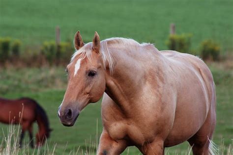 Obesity In Horses Symptoms Causes Diagnosis Treatment Recovery