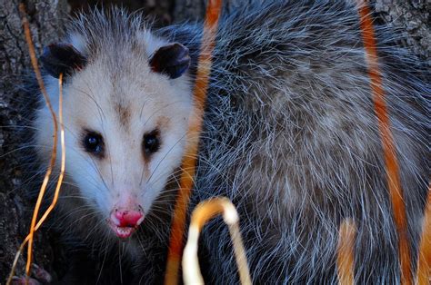 Possum Dmangus Flickr