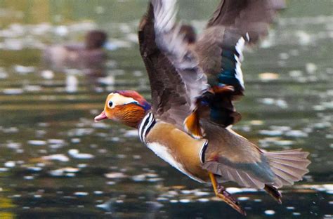 Mandarin Duck Facts Anatomy Diet Habitat Behavior Animals Time