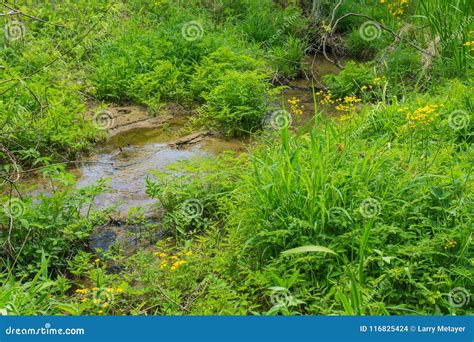 Stream Through A Mountain Meadow Stock Photo Image Of Botany Grass