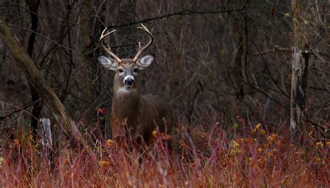 How To Age Whitetail Deer On The Hoof Field And Stream