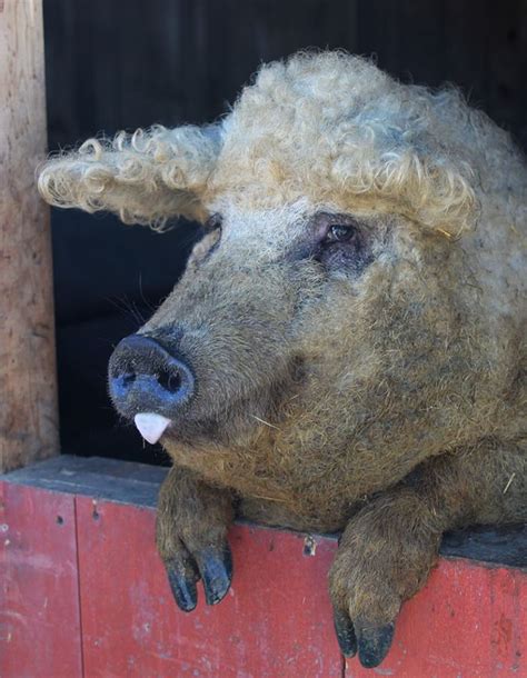 Meet The Woolly Pigs That Look Like Sheep But Act Like Dogs