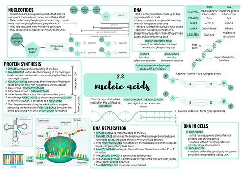 OCR ALEVEL BIOLOGY NUCLEIC ACIDS MINDMAP Teaching Resources