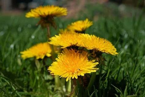 Free Image On Pixabay Dandelion Spring Meadow Flower