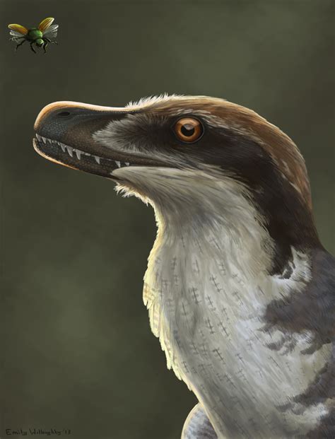 Acheroraptor Emily Willoughby Art