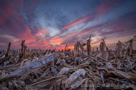 Corn Field West Of Geneseo Illinois Amazing Sunsets Countryside Sunset