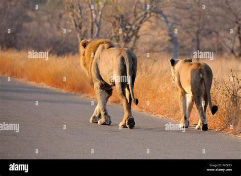 Lion And Lioness Panthera Leo Walking On The Road Kruger National