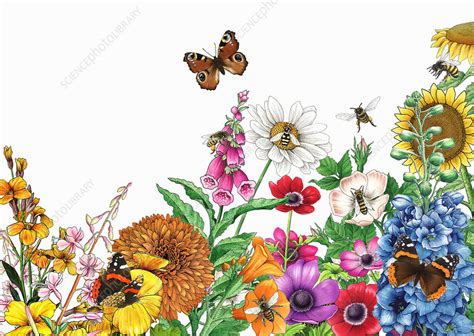 Library card number or ez username pin or ez password. Butterflies and bees on bright garden flowers ...