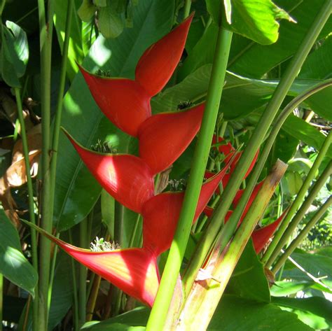 Free Photo Red Tropical Flower Angular Asia Asian Free Download
