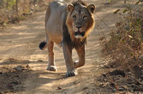 Animals Hd Images Photos Wallpapers Free Download Lion Of Gujarat Hd