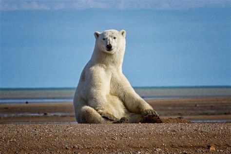 If You Want To See Polar Bears In The Summer We Have To Start Early