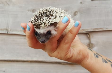 Hedgehogs For Sale Pet Hedgehog Breeder In Texas