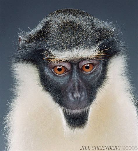 Monkey Portraits — Jill Greenberg Studio