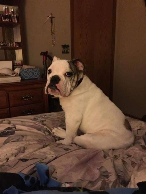 The place for dog and cat adoptions, dog adoptions & cat adoptions. Adopt Stanley on | Bulldog rescue, Pet search, Pets