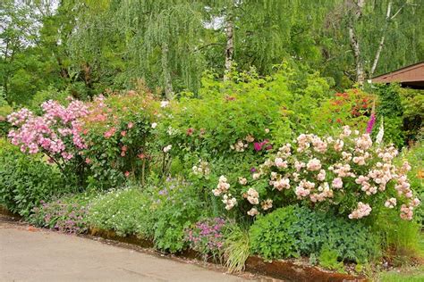Rose Garden Ideas How To Design With Roses Garden Design