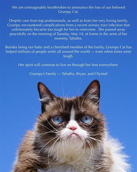 Internet Sensation Grumpy Cat Dies Age Seven