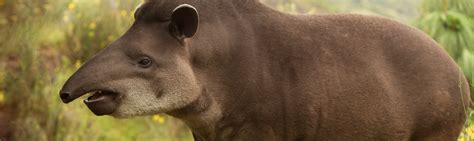 Hoh rainforest in olympic national park on the pacific northwest coast of north america is an example of a temperate rainforest. Species Profile: Amazonian Tapir (Tapirus terrestris) | Rainforest Alliance