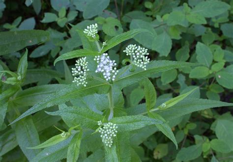 Late Blooming Thoroughwort Attracts Butterflies