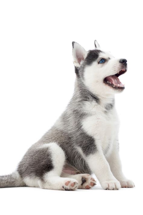 Dog breeds with blue eyes and white furthere is no doubt there is something striking about a dog with blue eyes. Dog Breeds With Blue Eyes And White Fur