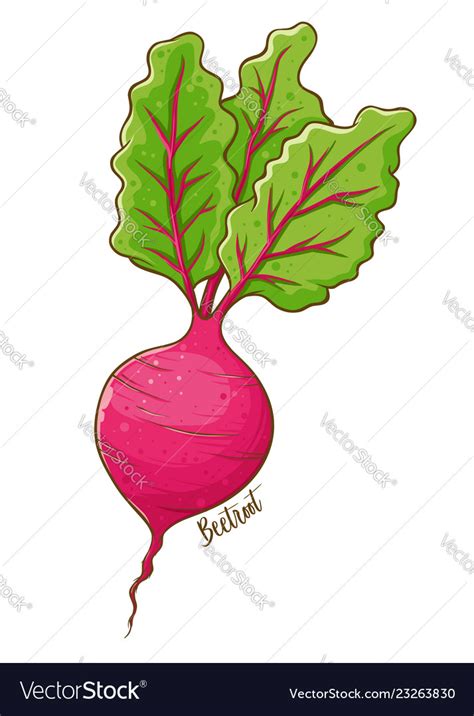 Beetroot Vegetable Hand Drawing Royalty Free Vector Image