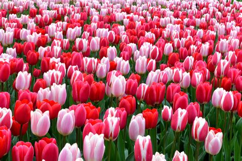 Tulip Flower Images Free Download Tulip Flowers Hd Wallpapers Free