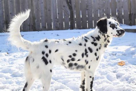 Long Haired Dalmatian Dog Breed History And Facts Thank Your Vet