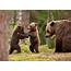 Wallpaper  Trees Forest Nature Wildlife Bears Baby Animals