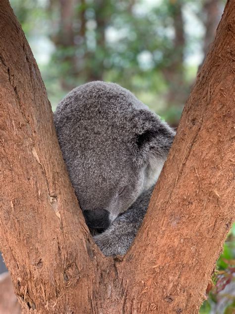 Photo Of Koala Bear Sleeping On Tree · Free Stock Photo