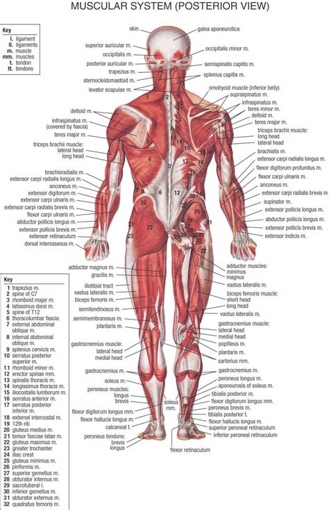 Despite their similar names, teres major has different actions and innervation from the teres minor. Labeled Body Muscle Diagram | MedicineBTG.com