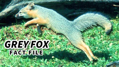 Grey Fox Facts Also Gray Fox Facts 🦊 Animal Fact Files Youtube