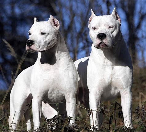 Dogo Argentino Info Temperament Life Span Puppies Pictures